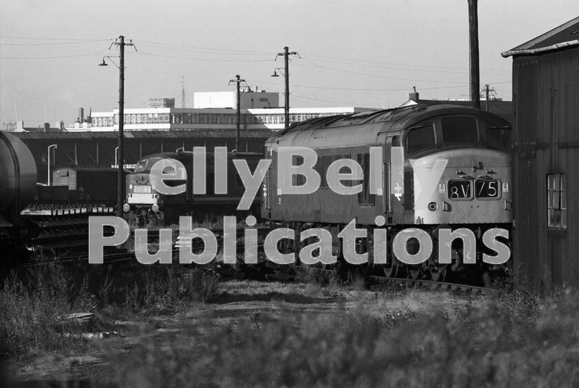 LPPC DSL BW 0977 
 Another view of Peak Class 46 D165 (later 46028) as it prepares to go off-shed at Gloucester, whilst Class 45 D109 (later 45139), recently repainted in rail-blue, relaxes for the weekend. 
 Keywords: BR, Western, Gloucester, Horton Road, Shed, depot, 85B, Peak, Class 46, Class 45, D165, 46028, D109, 45139